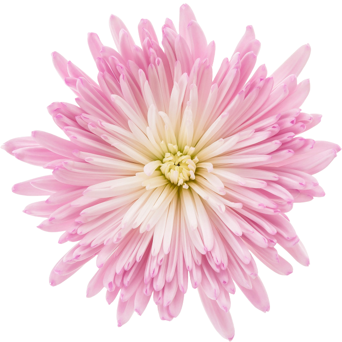 Light Pink Flower